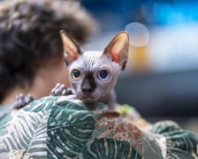 Międzynarodowa wystawa kotów rasowych w hali Orbita we Wrocławiu, 7-8 września 2024